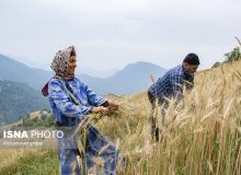 پرداخت مطالبات گندم‌کاران به پشتوانه مالیات، گامی در حمایت از تولید و عدالت