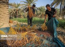 برداشت محصول  خرما در خوزستان از نیمه دوم شهریور آغاز می‌شود