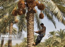 بیش از ۷۰ هزار تن خرما در آبادان برداشت می‌شود