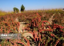 خطر نابودی درخت زرشک بی‌دانه/پسته جای «گنج طلایی طبیعت» می‌نشیند